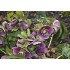 Reconcilience – Valentine Waeber – Thérapeute - Cartes grandes (21 x 15 cm) CHF 3.-