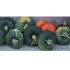 Reconcilience – Valentine Waeber – Thérapeute - Cartes panoramiques (21 x 10 cm) CHF 3.-