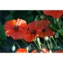 Reconcilience – Valentine Waeber – Thérapeute - Cartes petites (15 x 10,5 cm) CHF 2.-